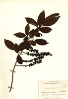 藏品(通條樹)的圖片